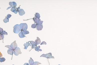 Photo of Beautiful dry hydrangea flowers on white background, flat lay. Space for text