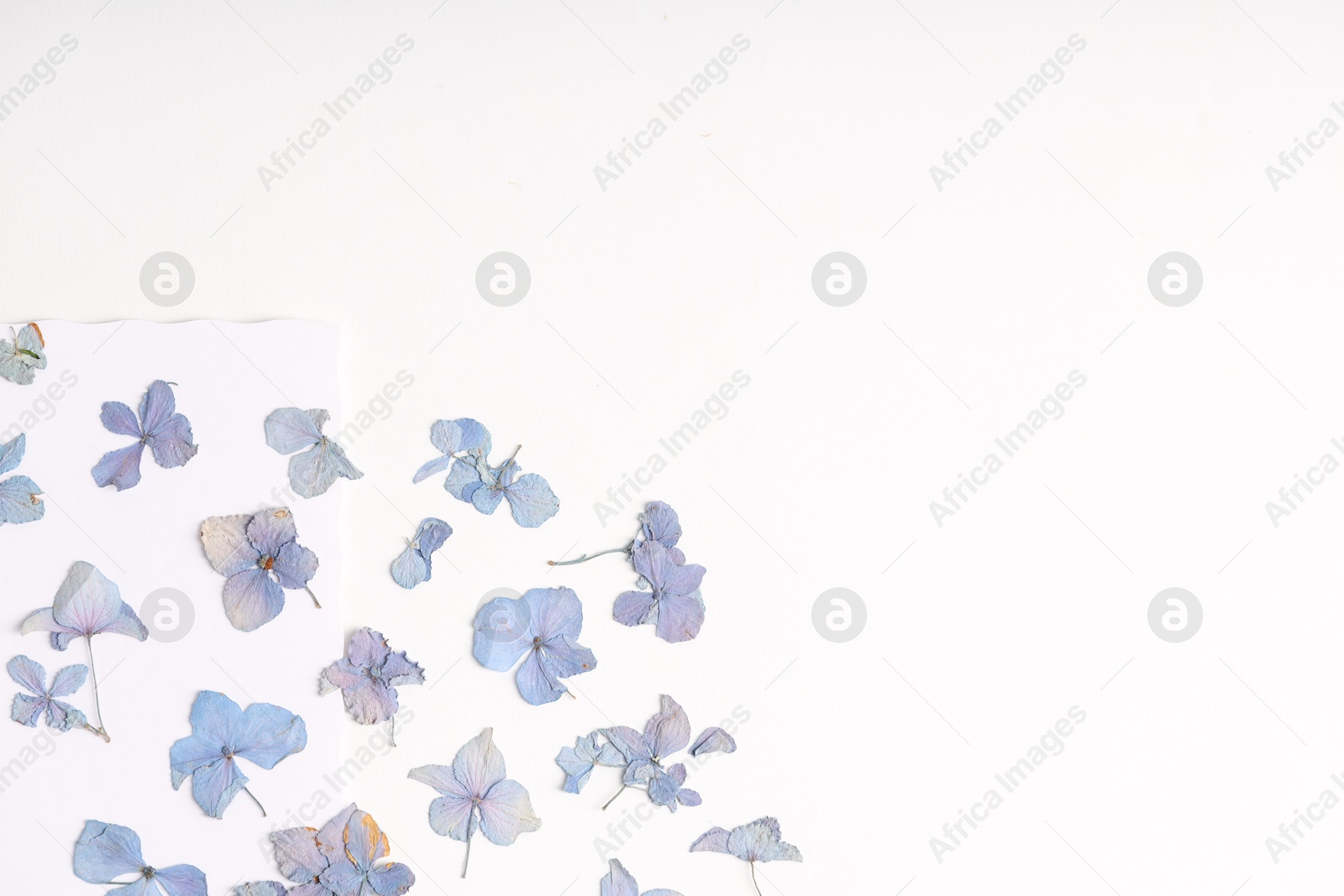 Beautiful dry hydrangea flowers on white background, flat lay. Space for text Photo of Beautiful dry hydrangea flowers on white background, flat lay. Space for text
