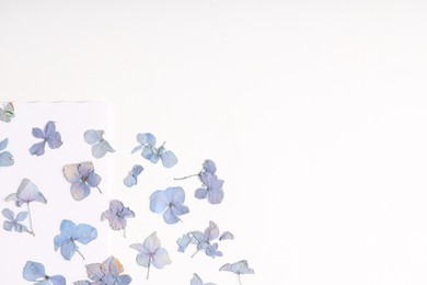 Photo of Beautiful dry hydrangea flowers on white background, flat lay. Space for text
