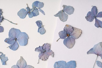 Photo of Beautiful dry hydrangea flowers on white background, flat lay