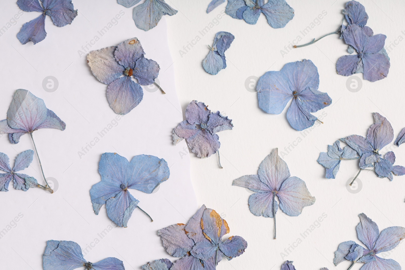 Beautiful dry hydrangea flowers on white background, flat lay Photo of Beautiful dry hydrangea flowers on white background, flat lay