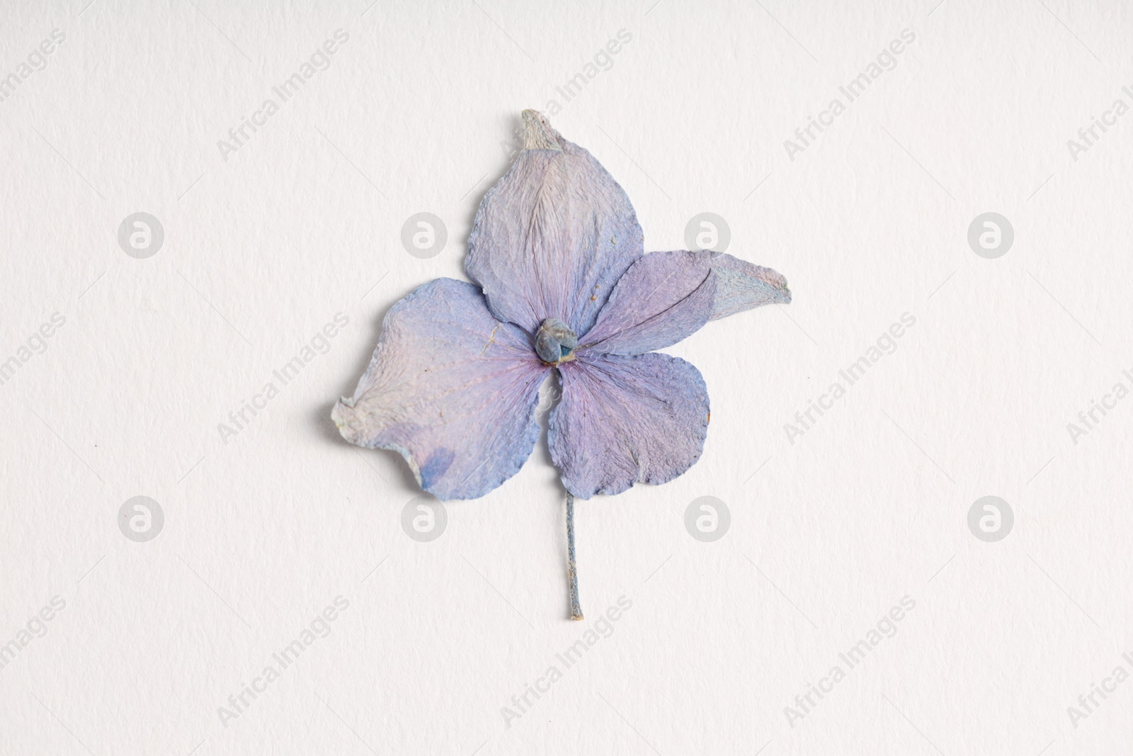 Beautiful dry hydrangea flower on white background, top view Photo of Beautiful dry hydrangea flower on white background, top view