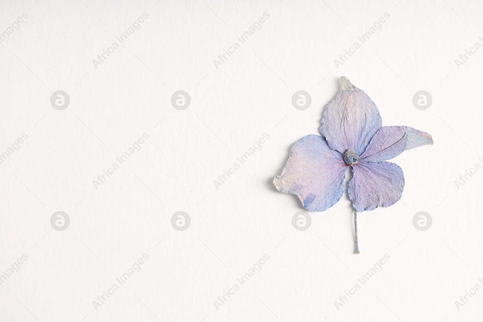 Beautiful dry hydrangea flower on white background, top view. Space for text Photo of Beautiful dry hydrangea flower on white background, top view. Space for text