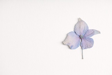 Photo of Beautiful dry hydrangea flower on white background, top view. Space for text