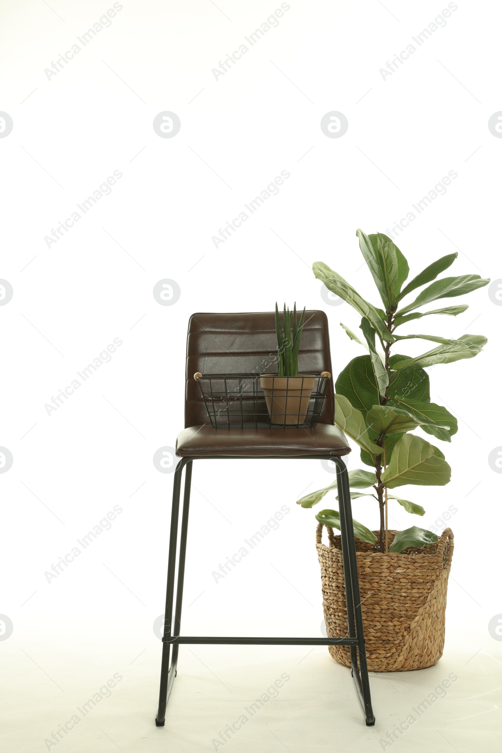 Photo of Bar stool and houseplants isolated on white. Used stuff