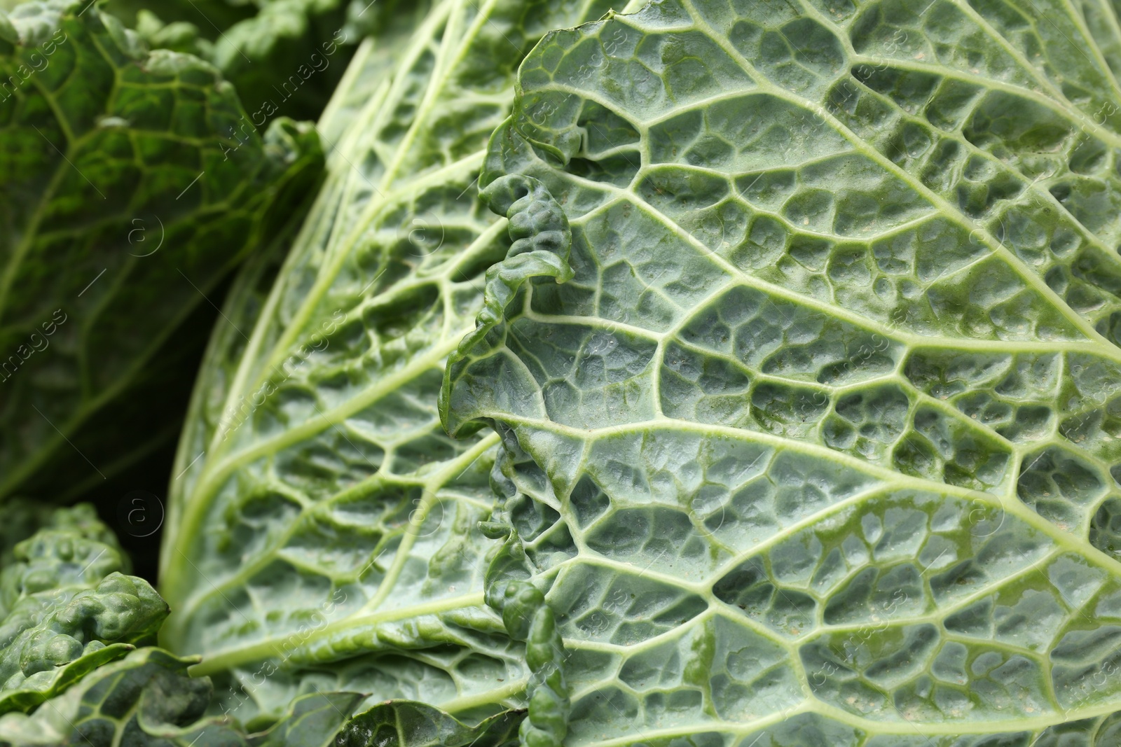 Photo of Fresh ripe Savoy cabbages as background, closeup