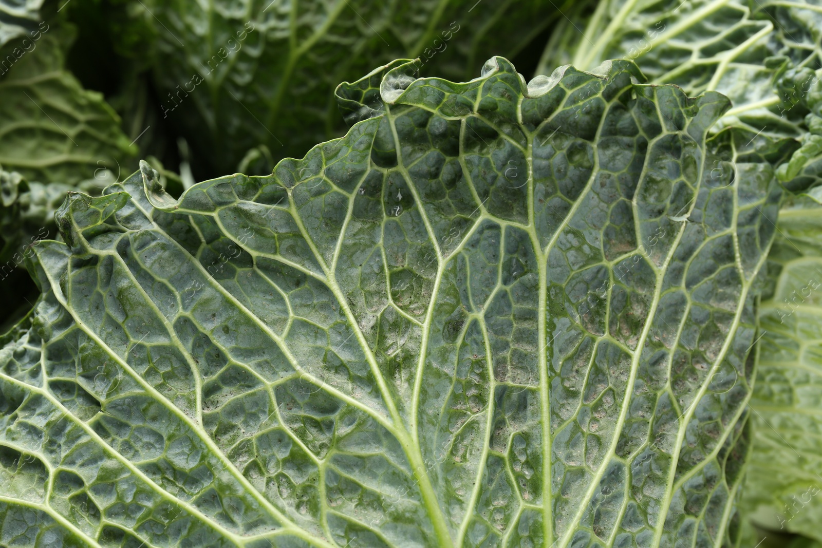 Photo of Fresh ripe Savoy cabbages as background, closeup