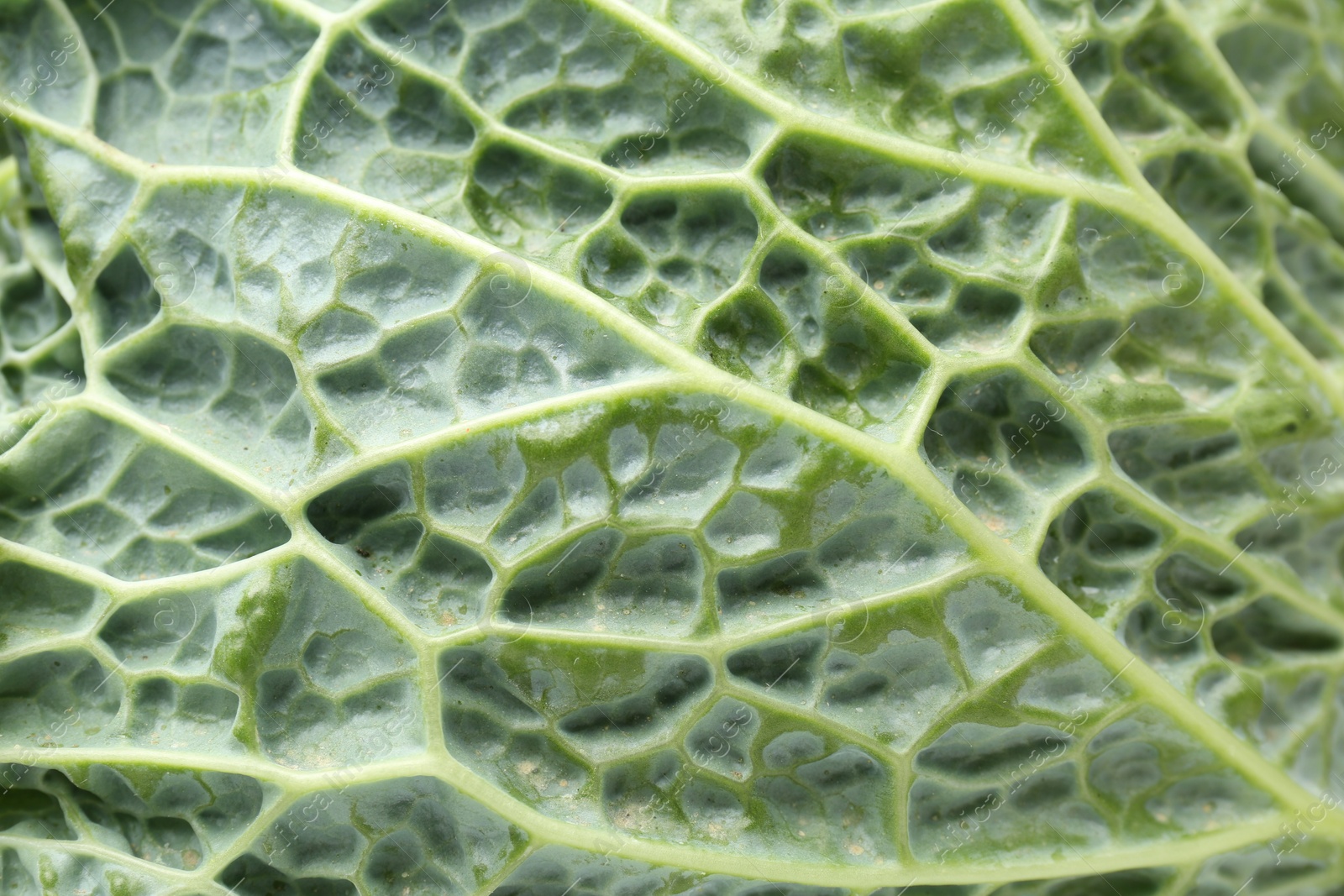 Photo of Fresh Savoy cabbage leaf as background, closeup