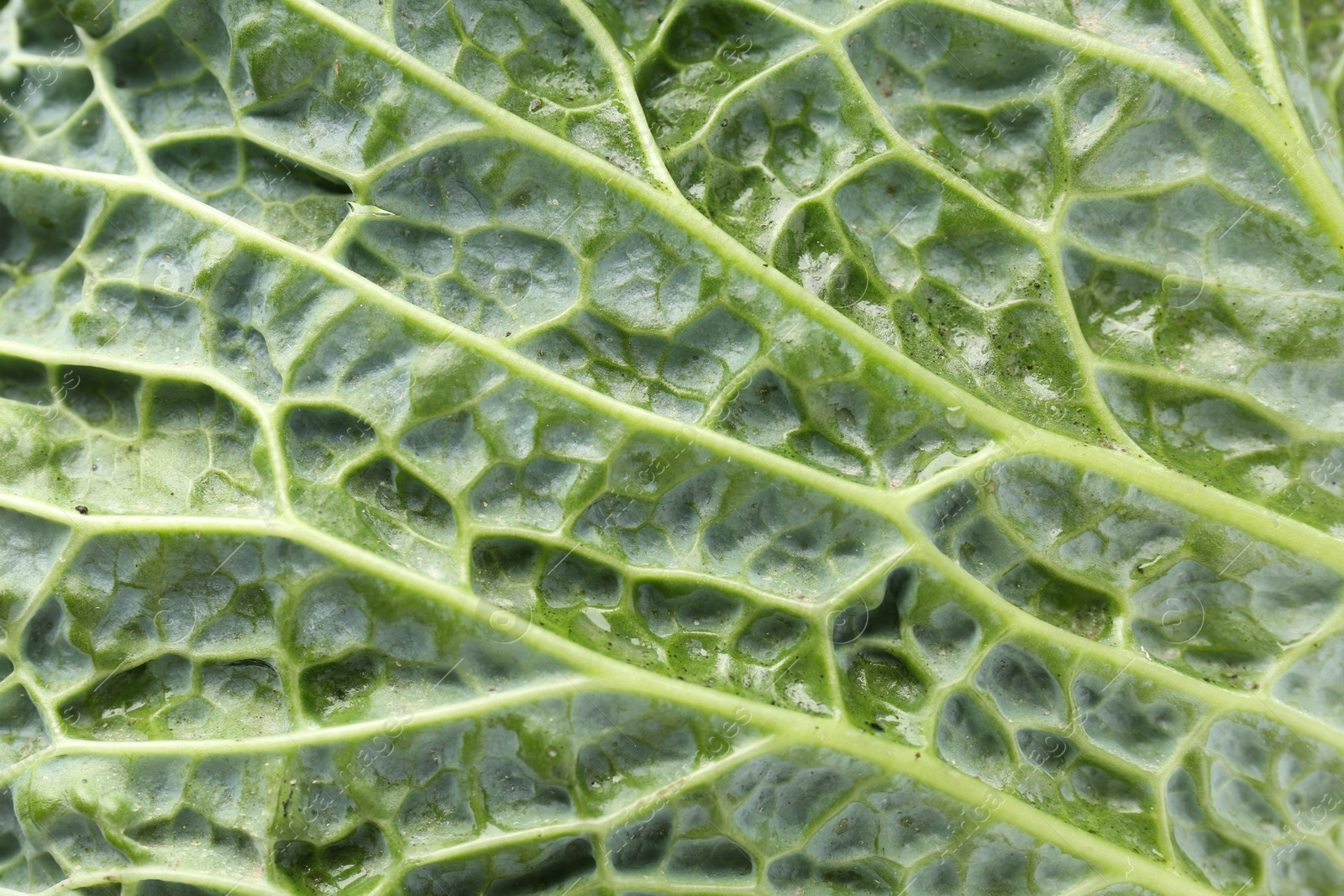 Photo of Fresh Savoy cabbage leaf as background, closeup