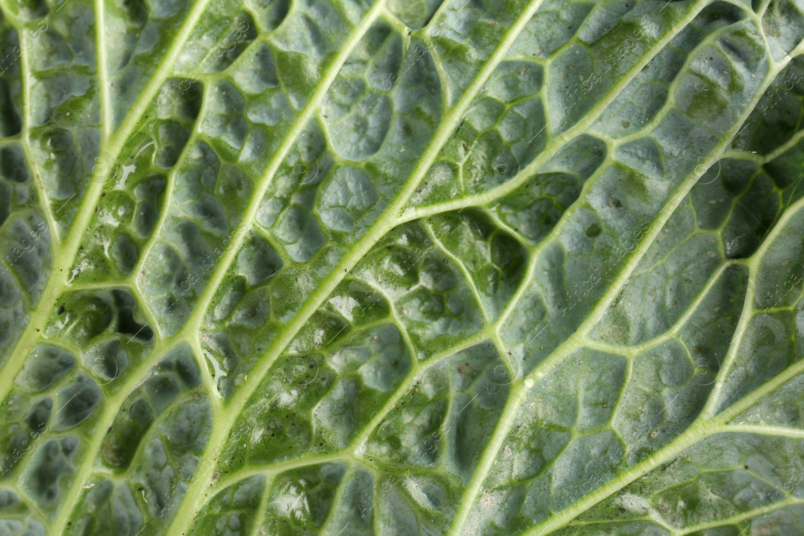 Photo of Fresh Savoy cabbage leaf as background, closeup