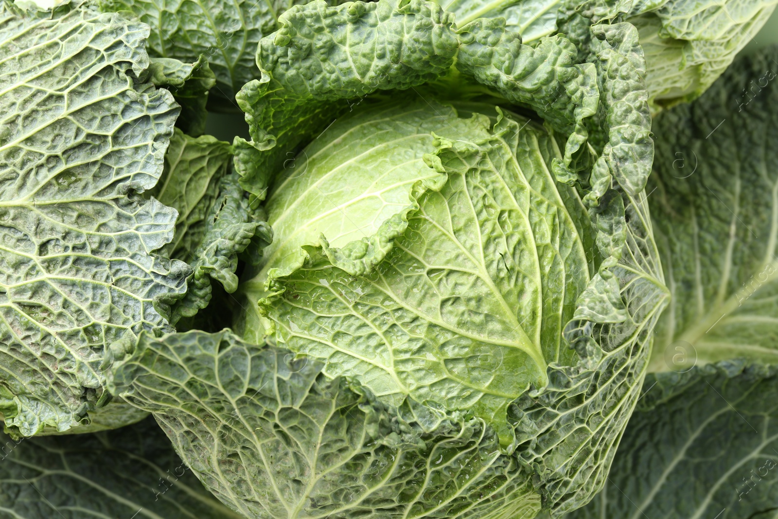 Photo of Fresh ripe Savoy cabbages as background, closeup