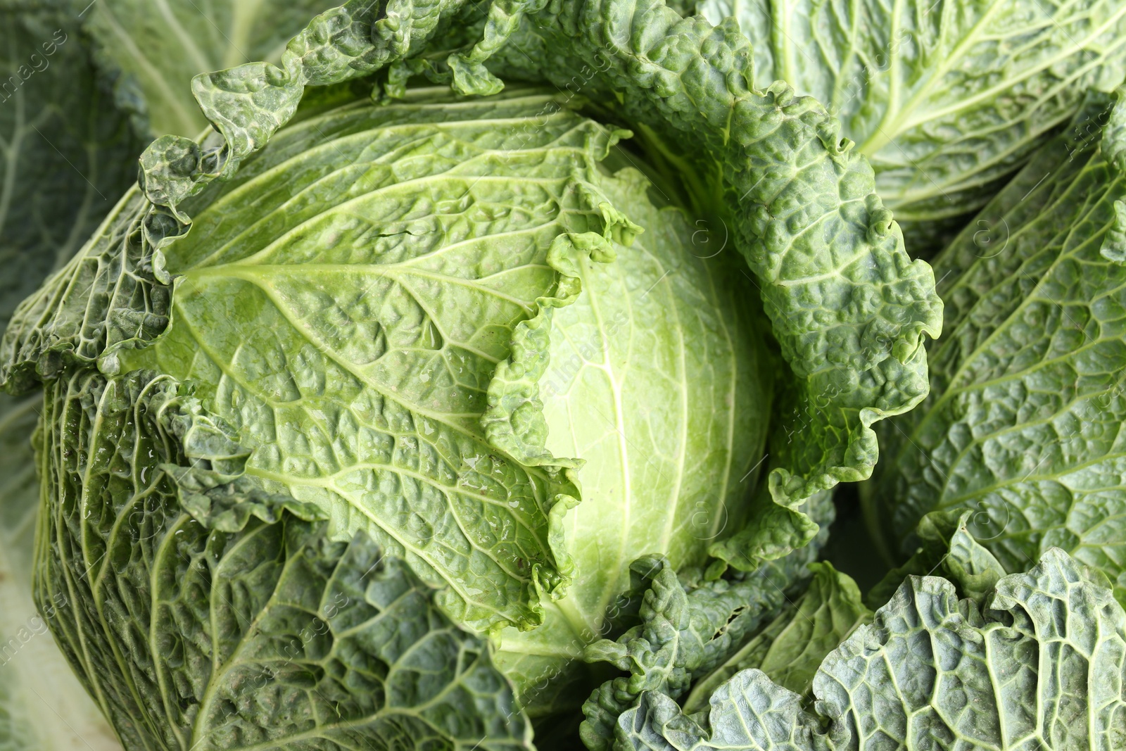 Photo of Fresh ripe Savoy cabbages as background, closeup