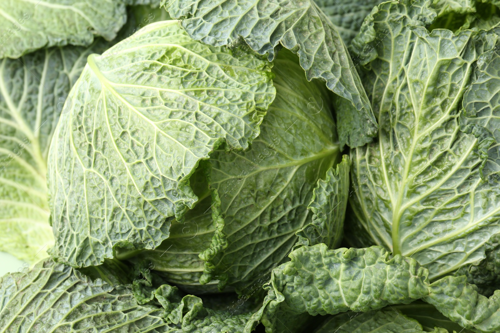 Photo of Fresh ripe Savoy cabbages as background, closeup