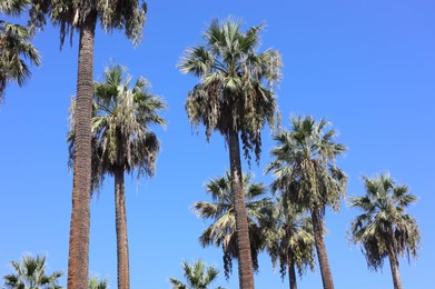 Photo of Nice, France - August 23, 2025: Beautiful palm trees growing against blue sky outdoors, low angle view