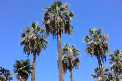 Photo of Nice, France - August 23, 2025: Beautiful palm trees growing against blue sky outdoors, low angle view