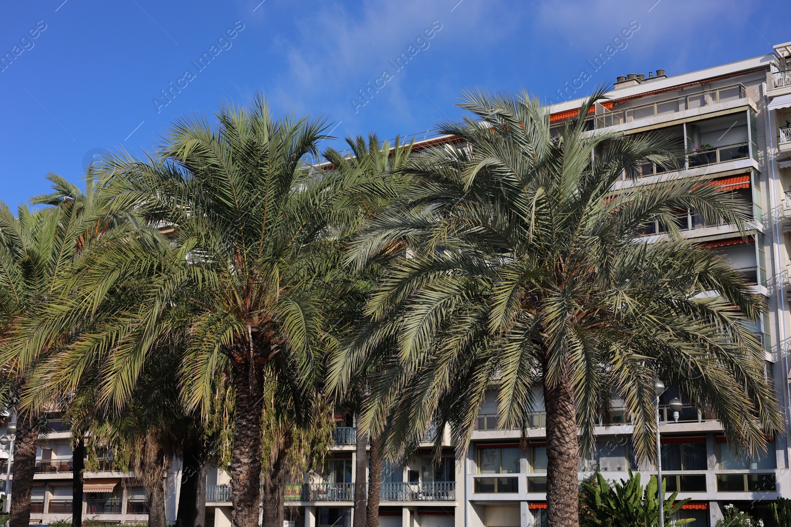 Photo of Nice, France - August 23, 2025: Beautiful palm trees and buildings on city street