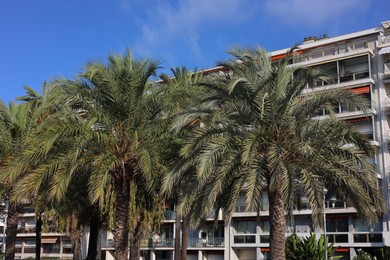 Photo of Nice, France - August 23, 2025: Beautiful palm trees and buildings on city street