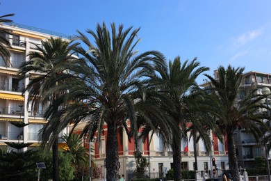Photo of Nice, France - August 23, 2025: Beautiful palm trees and buildings on city street