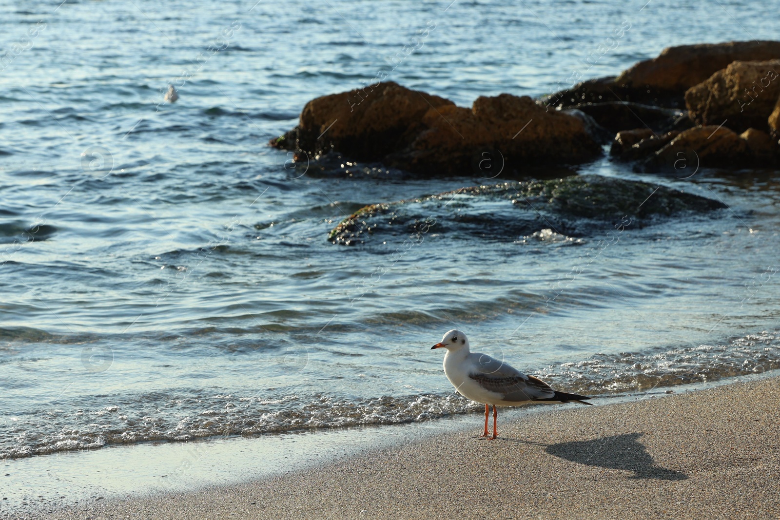 Photo of Beautiful wavy sea, seagulls, stones and sandy beach