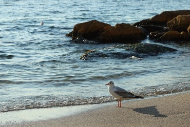 Photo of Beautiful wavy sea, seagulls, stones and sandy beach