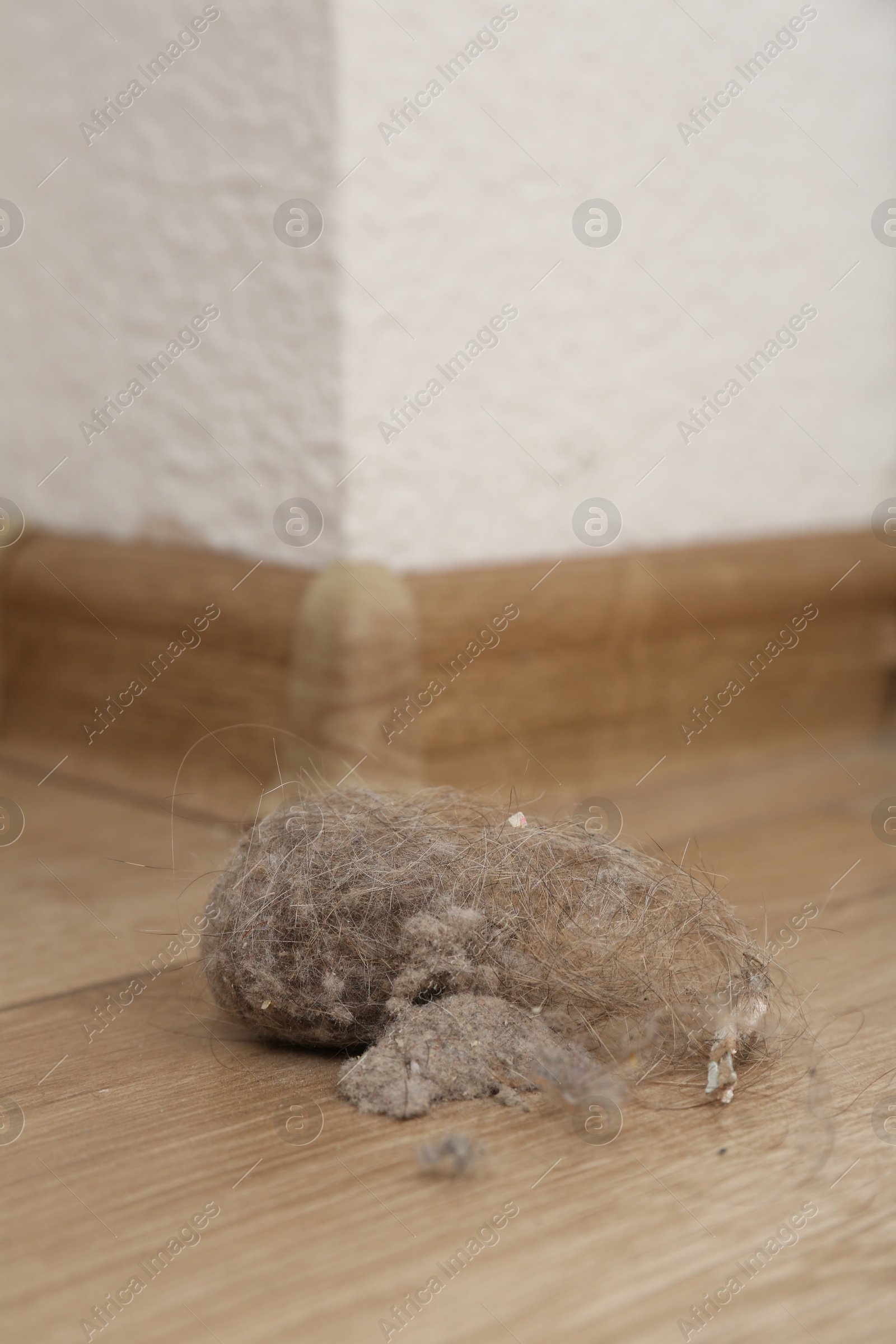 Photo of Clumps of dust on floor at home, closeup