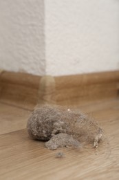 Photo of Clumps of dust on floor at home, closeup