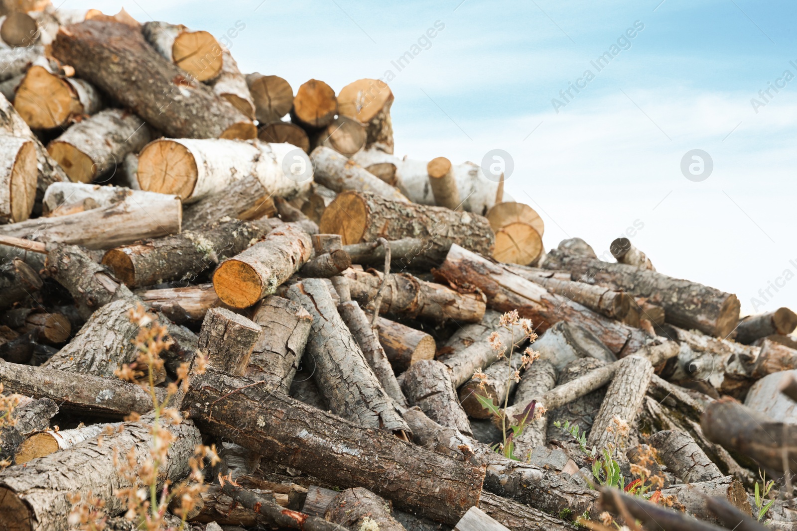 Photo of Pile of cut firewood outdoors, closeup view