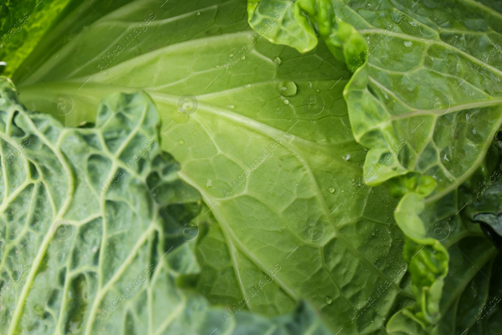 Photo of Fresh ripe Savoy cabbage as background, closeup