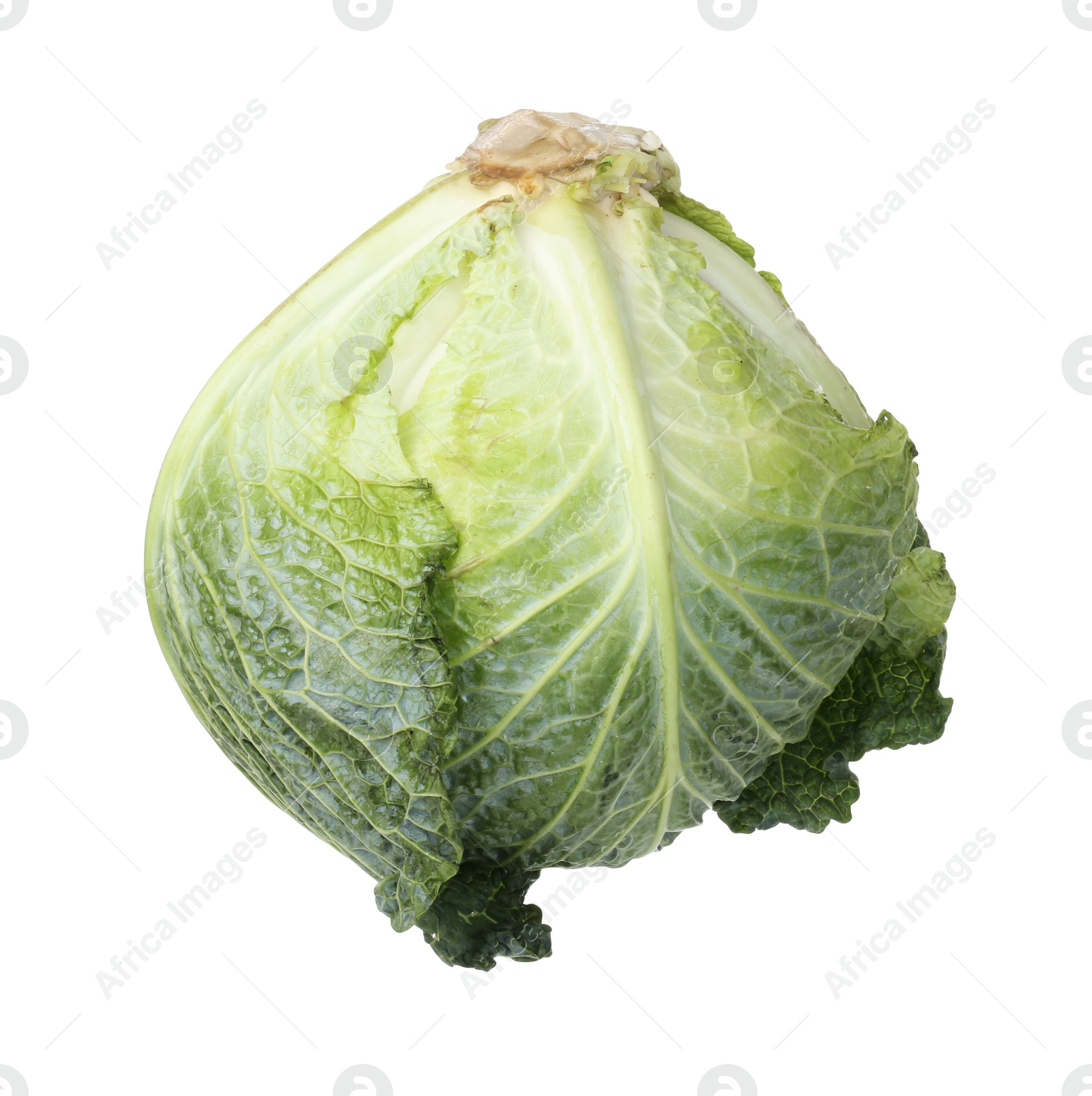 Photo of One fresh Savoy cabbage isolated on white