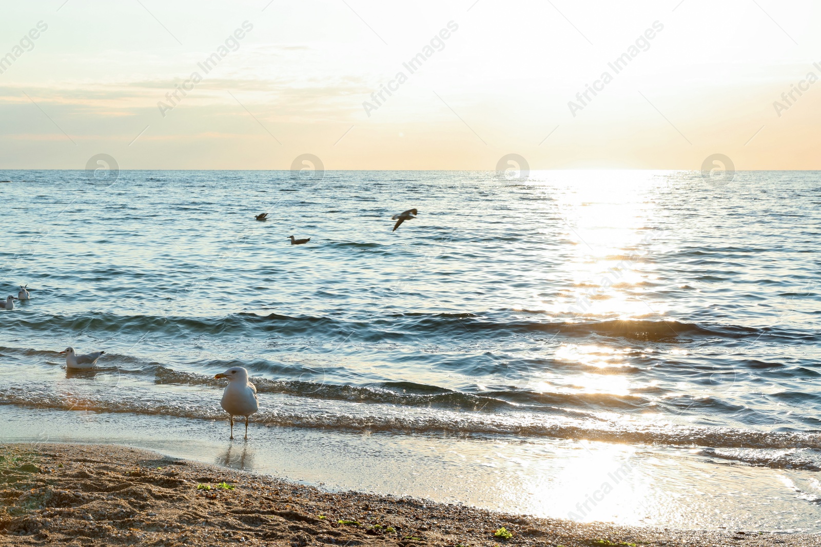 Beautiful wavy sea, seagulls and sandy beach on sunny day Photo of Beautiful wavy sea, seagulls and sandy beach on sunny day
