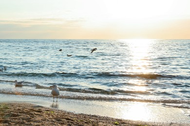 Photo of Beautiful wavy sea, seagulls and sandy beach on sunny day