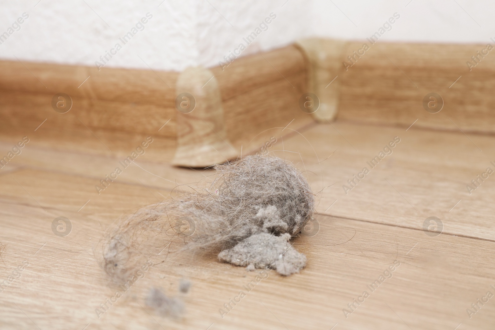 Photo of Clumps of dust on floor at home, closeup