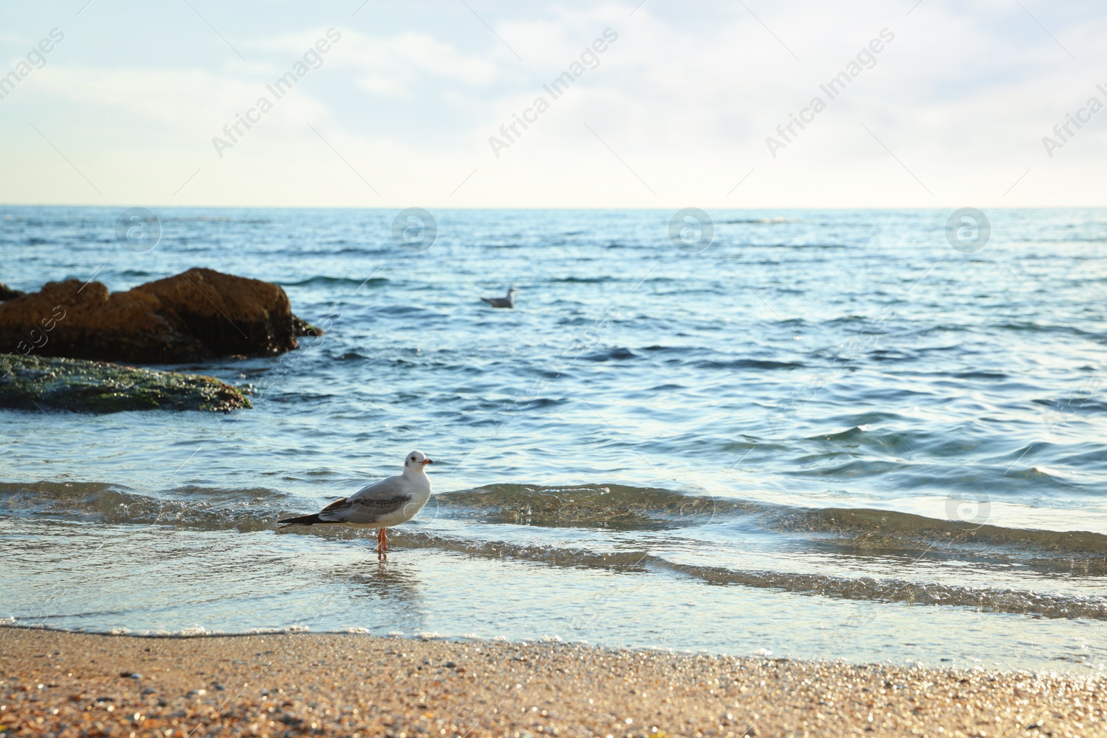 Photo of Beautiful wavy sea, seagulls, stones and sandy beach