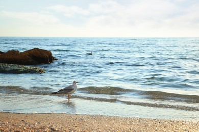 Photo of Beautiful wavy sea, seagulls, stones and sandy beach