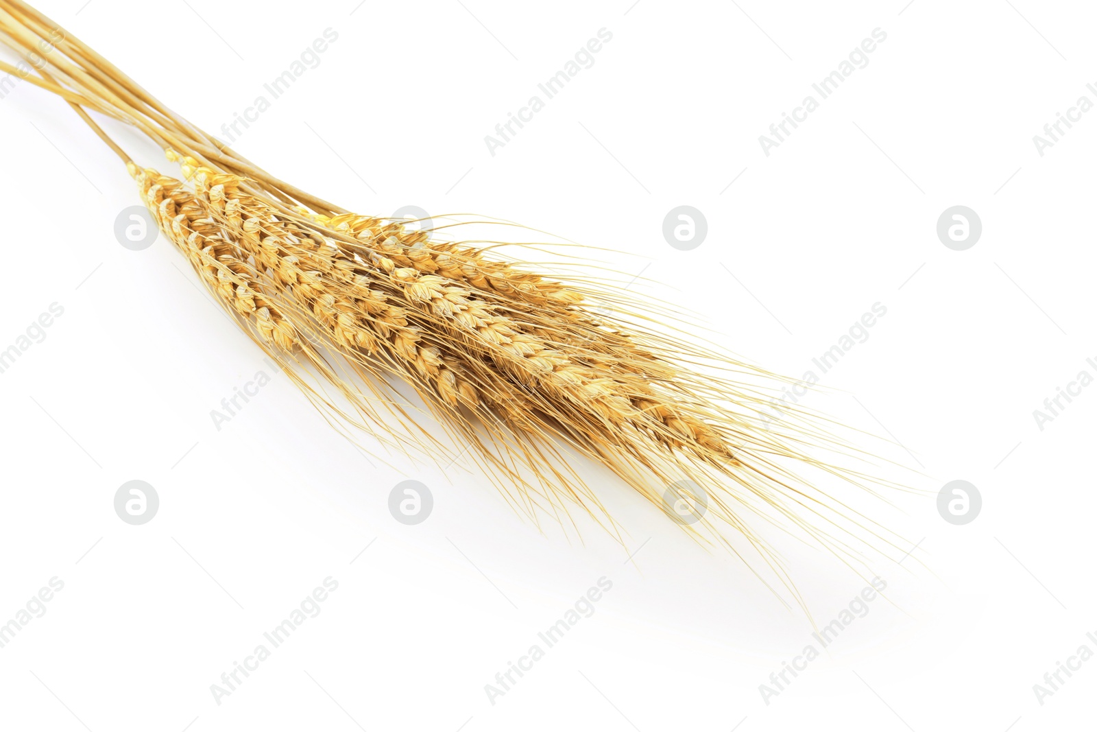 Golden ears of wheat on white background Image of Golden ears of wheat on white background