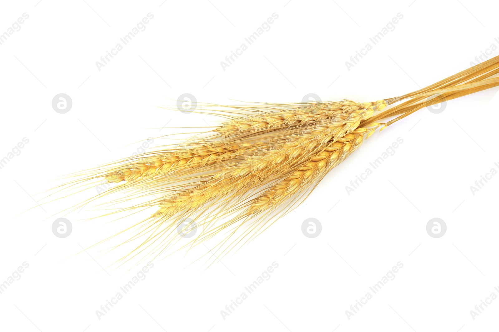 Image of Golden ears of wheat on white background. Top view