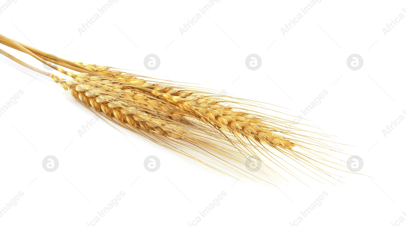 Image of Golden ears of wheat on white background