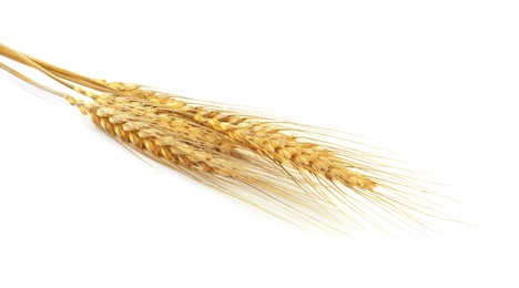Image of Golden ears of wheat on white background