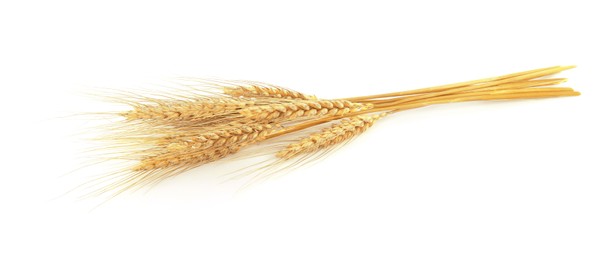 Image of Golden ears of wheat on white background