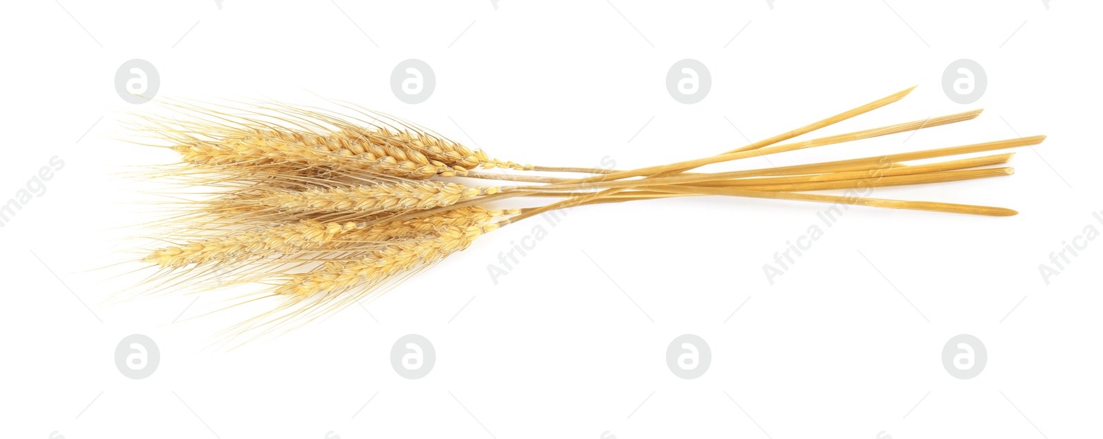 Image of Golden ears of wheat on white background. Top view
