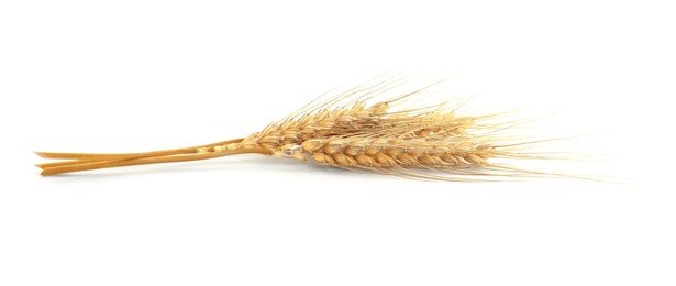 Image of Golden ears of wheat on white background