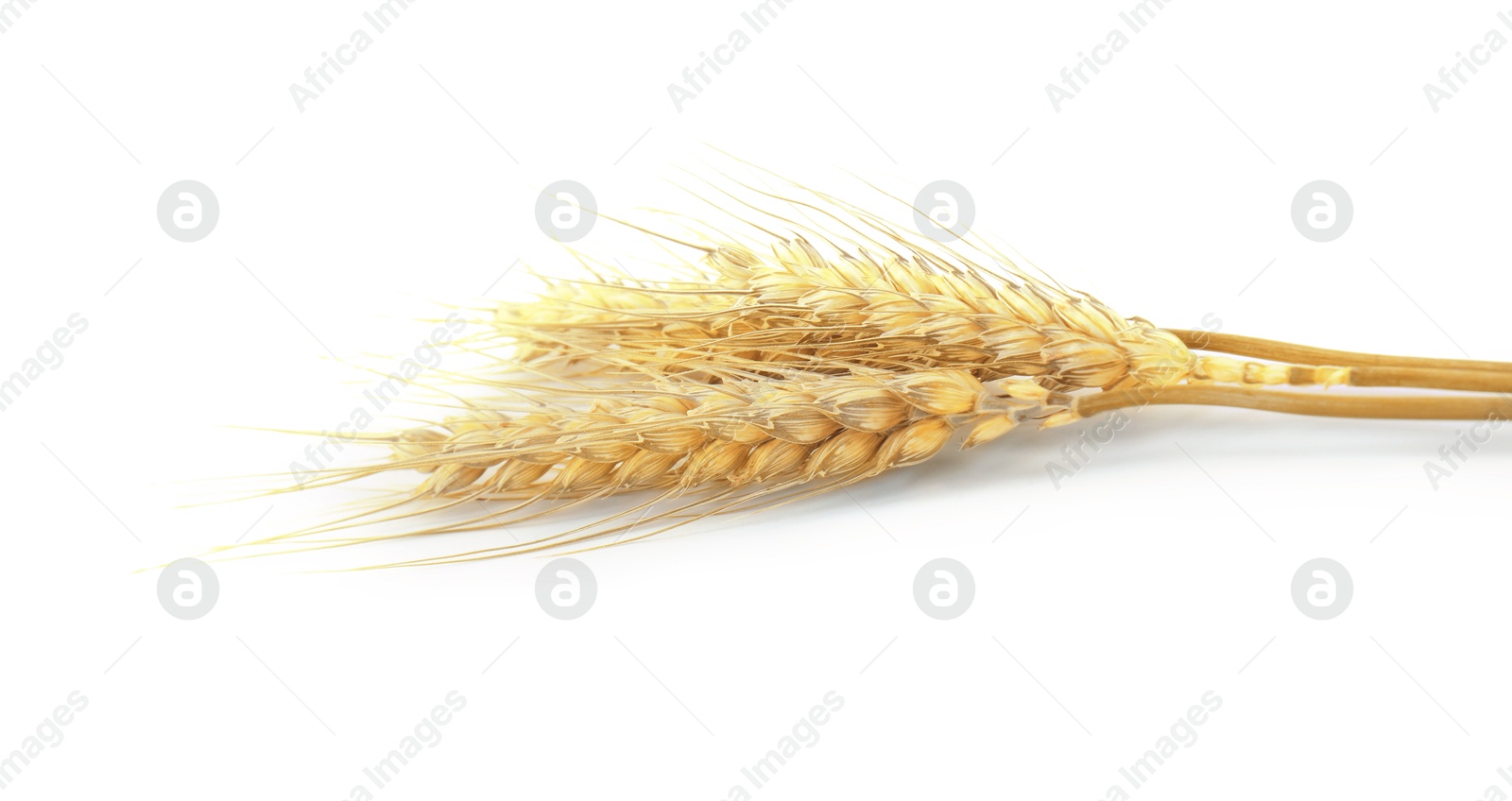 Image of Golden ears of wheat on white background