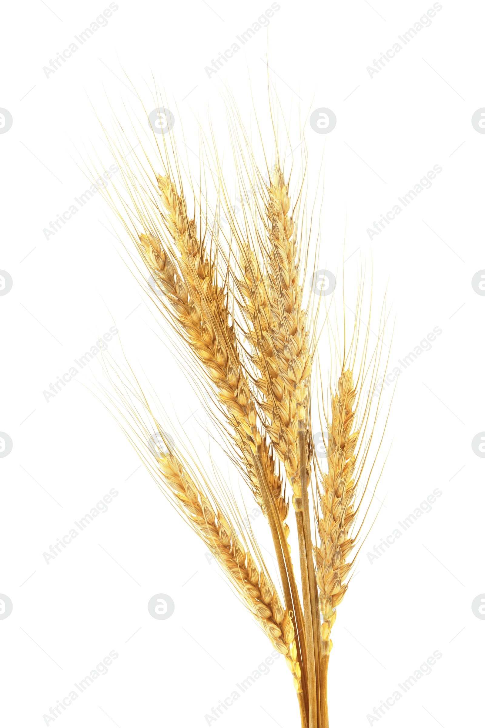 Image of Golden ears of wheat on white background