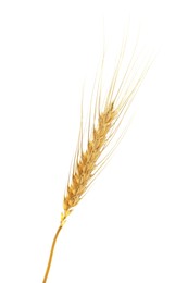 Image of Golden ear of wheat on white background