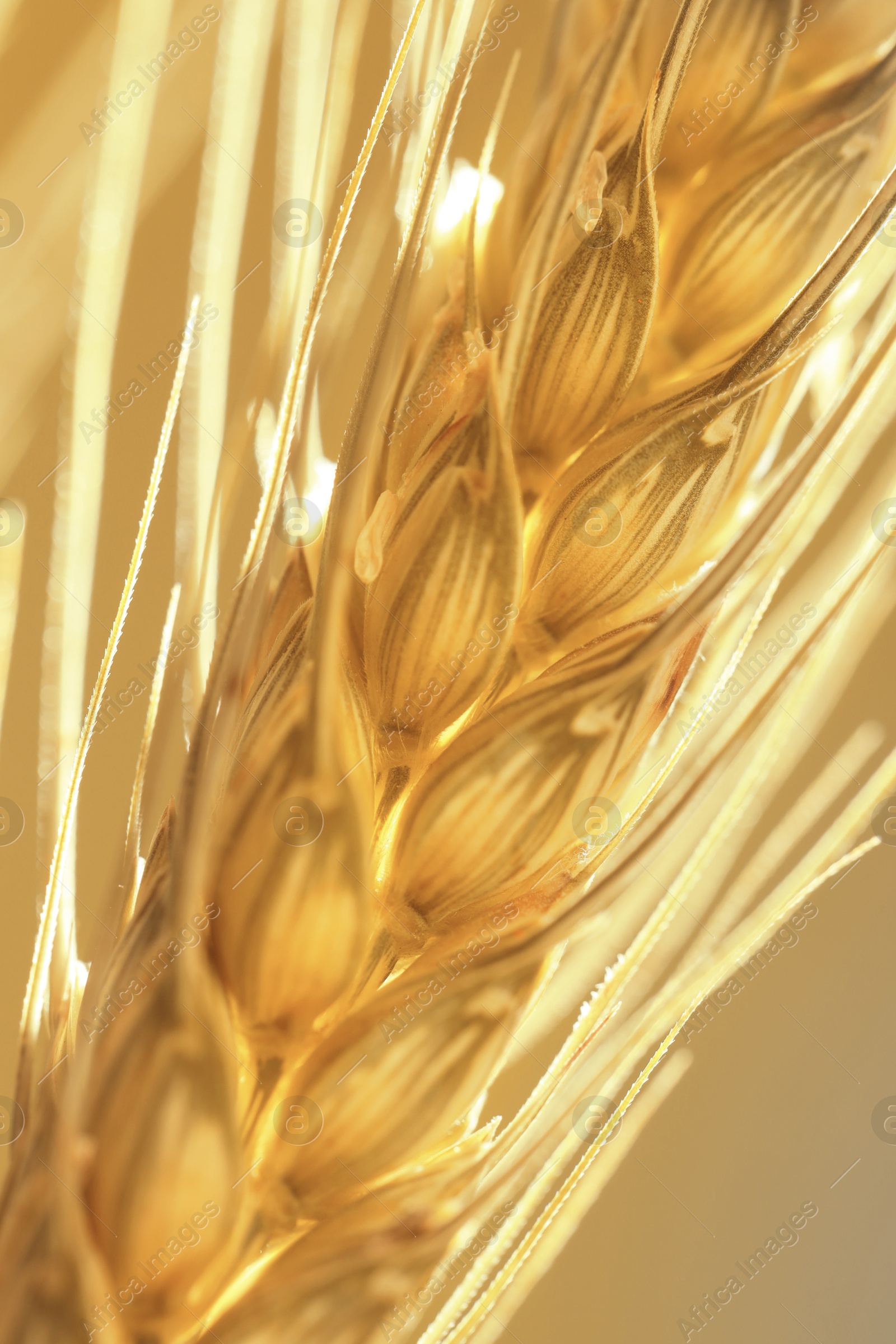 Image of Golden ear of wheat. Spikelet, closeup view