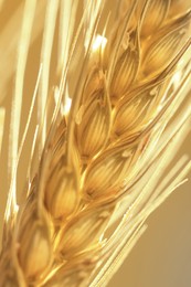 Image of Golden ear of wheat. Spikelet, closeup view