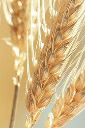 Image of Golden ear of wheat. Spikelets, closeup view