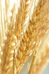 Image of Golden ear of wheat. Spikelets, closeup view
