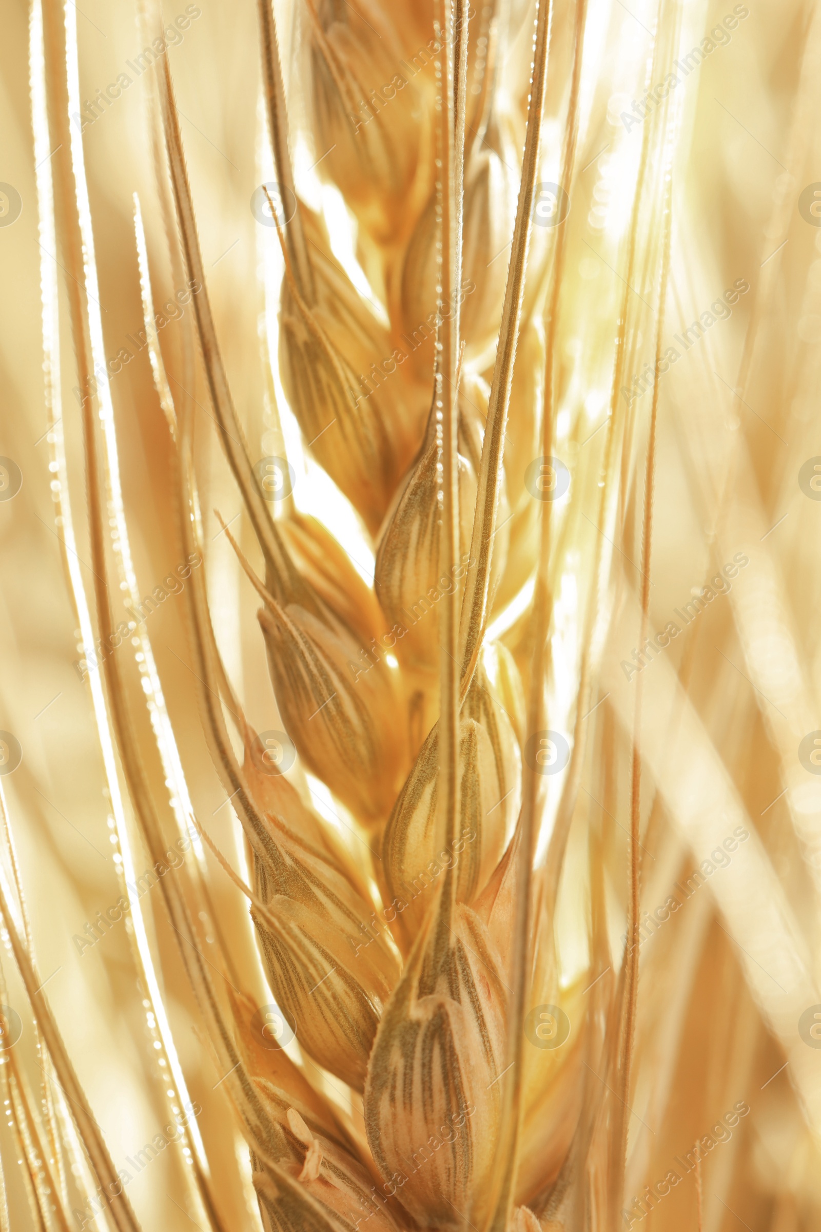 Golden ear of wheat. Spikelet, closeup view Image of Golden ear of wheat. Spikelet, closeup view