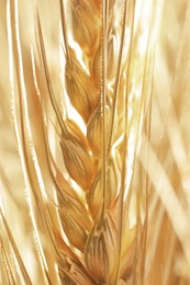 Image of Golden ear of wheat. Spikelet, closeup view